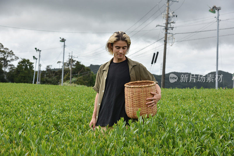 日本/英国男子在日本采摘茶叶-库存图片